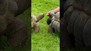 The Royal Lancashire Agricultural Show 2024  Ribchester England [upl. by Jelsma291]