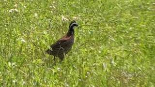 Confuse BobWhite Quail Running Around [upl. by Gildas]