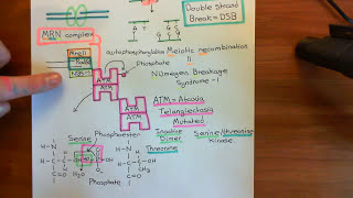 HomologyDirected Repair How the Cell Edits DNA After a CRISPRInduced Break [upl. by Burny416]