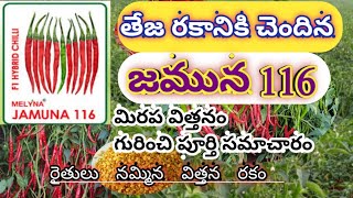 Chilli Seeds  Melyna pvt Jamuna 116 Teja Segment Chilli hybrid Seeds Telugu  Top Mirchi Seeds [upl. by Ykceb]