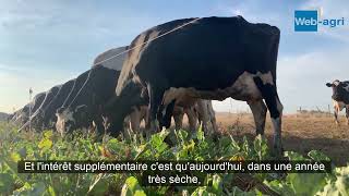 Des vaches laitières qui pâturent des betteraves fourragères [upl. by Kozloski]