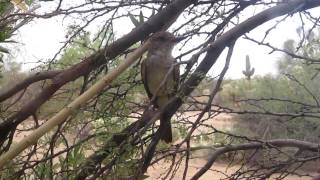 Browncrested Flycatcher [upl. by Kahn642]