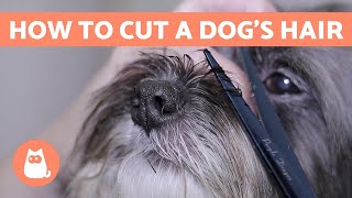 How to Cut a Dogs Hair 🐶 BASIC GROOMING Tutorial [upl. by Willing]