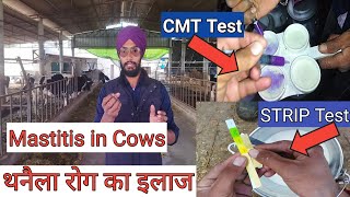 Mastitis treatment in cows in hindi । थनैला रोग का इलाज । mastitis test for milk । Veer dairy farm । [upl. by Bigford786]