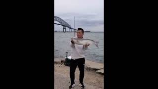 Catching big catfish on Shimano saragosa 6000 and stcroix mogo surf [upl. by Deirdre750]