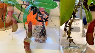 The best way to repot Pitcher plants without killing them [upl. by Sansone]