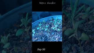 Lavender seedling 50 day time lapse [upl. by Roma]