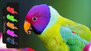 Plum Headed Parakeet The Best Pet Parrot [upl. by Ahslek]