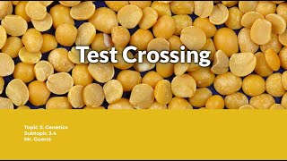 Question solved Test crossing  IB Biology Topic 3 Genetics [upl. by Euf257]