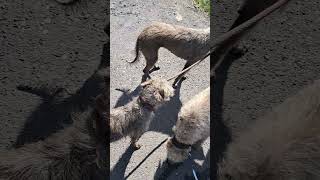 The best way to lead train a dog Use a lead trained dog🙂doglover bedlington dogowner [upl. by Areht]