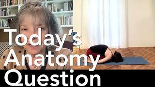 Todays Anatomy Question 83 Is Childs Pose active or passive 2830 [upl. by Batholomew773]