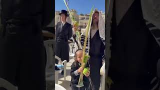 Hasidic Jews with Lulav amp Esrog at the Western Wall Vid Y Gray israel [upl. by Amling690]