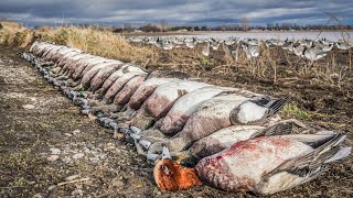 10 LIMITS in Insane PNW Wigeon Hunt Bonus Eurasian Wigeon [upl. by Melc]