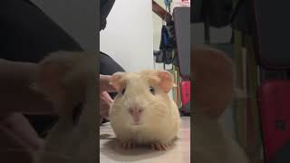 She is soooo cute❤️❤️ cuteanimals guineapig cute pets animals pet guineapigs capybara [upl. by Ferdinanda]