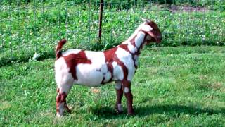 MAX Boer Goats HEADS WILL TURN  SOLD TO TX [upl. by Sathrum882]