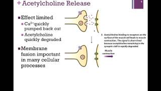 065Acetylcholine Release amp Membrane Fusion [upl. by Turro606]