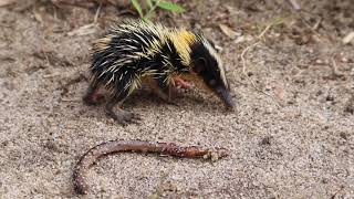 Lowland streaked tenrec endemic from Madagascar [upl. by Kolk]