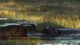 Hippo mating ritual comes to naught [upl. by Dorina]