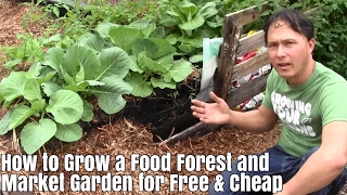 How to Grow a Food Forest amp Market Garden for Free and Cheap [upl. by Chloris964]