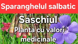 Sparanghelul salbatic si Saschiul  O planta extraordinara Unde se găsește [upl. by Eileek176]