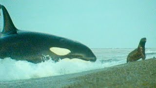 10 Mejores ATAQUES De ORCAS Captados En Video [upl. by Clein832]