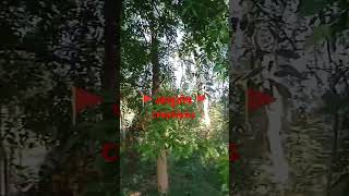 Chandan ka tree viral shorts trending chandan farminghimachali trendingshorts nature new [upl. by Gillett151]