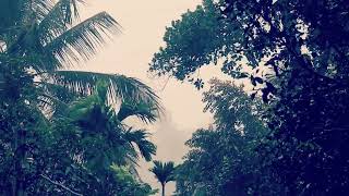 Beautiful Rainfall Among the Trees 🌲🌧️  Natures Serenityquot  Rain Sound for Relaxation [upl. by Sikram85]