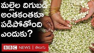 Flower farming  మల్లెపూలు కనుమరుగు కానున్నాయా దిగుబడులు అమాంతం పడిపోతున్నాయి ఎందుకు  BBC Telugu [upl. by Enelrak292]