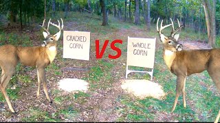 Trail Camera Cracked Corn vs Whole Corn What Do Deer Like Better [upl. by Gyasi]