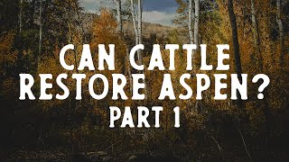 Part 1 Can Cattle Grazing Be Regenerative in Deteriorating Aspen Forests [upl. by Aned]