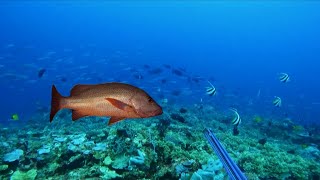 SPEARFISHING PHILIPPINES  RED SNAPPER  BANTON ROMBLON  MEL SPEARFISHING TV [upl. by Ierbua]