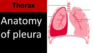 Lung Pleura I Anatomy Embryology and Radiology anatomy thorax [upl. by Schriever]