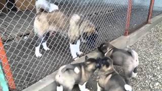 American akita puppies havin fun with their dad [upl. by Cobbie]