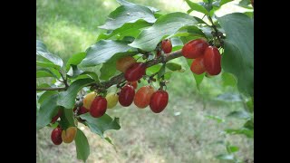 Edible Fruit Cornelian Cherry [upl. by Yelserp]