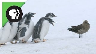 Penguin Chicks Fend Off Predator [upl. by Flore]