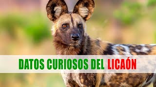 Perro salvaje africano licaón Lycaon pictus  Datos curiosos de animales [upl. by Esilegna856]