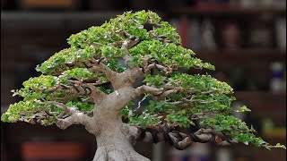 INSPIRASI BONSAI SANCANG VIRAL [upl. by Mccarthy655]