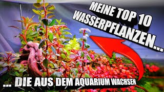 Meine Top 10 Wasserpflanzen die aus dem Aquarium  Aquascape wachsen [upl. by Chader]