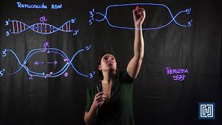 proceso de replicación del ADN [upl. by Sille]