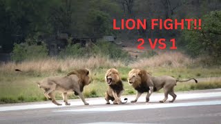 INTENSE lion fight 2 vs 1 [upl. by Misty]