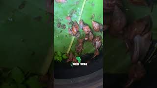 Backyard Snail Farming in Ghana 2 Ghana backyardgarden snail shorts [upl. by Irap]