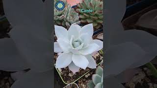 4 Echeverias Blue frill cante lilac frost y madiba [upl. by Bernadette]