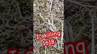 I skilling 1618 metaldetecting simplexultra wykrywaczmetali treasurehunter oldcoinssilvercoin [upl. by Ainniz]