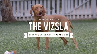 ALL ABOUT VIZSLA HUNGARIAN SPORTING DOG [upl. by Assiral484]