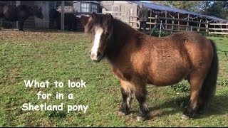 What to look for in a Shetland pony  TV Episode 317 [upl. by Anniala384]