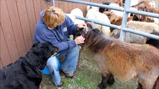 Pouliche miniature chevaux doué pour zoothérapie ou dassistance [upl. by Mabelle413]