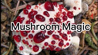 Mushrooms Pnw Magic [upl. by Ob44]