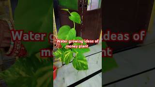 moneyplantcarehouseplantsindoorplants viralshort gardenigtip ytshortwater growing ideas☘️☘️ [upl. by Bertolde]