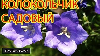 Колокольчик садовый  Ширококолокольчик  Платикодон из семян [upl. by Ninette324]