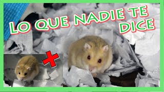 Ventajas y Desventajas de tener un hamster como MASCOTA [upl. by Aynatal]